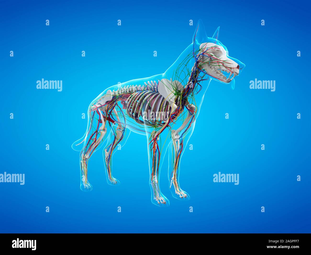 Dog anatomy, computer illustration Stock Photo Alamy