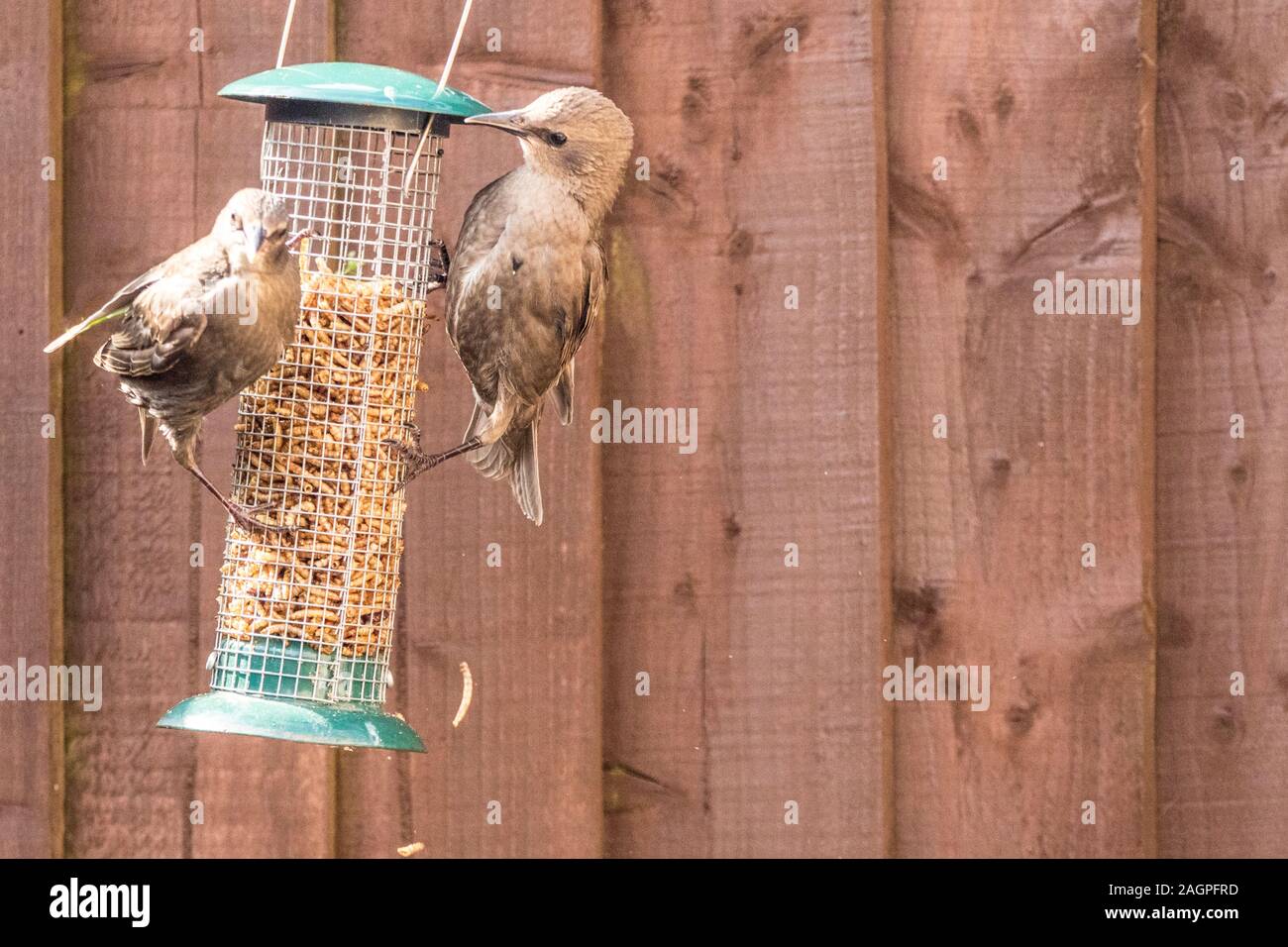 Starling birds eat from a bird feeder in a typical garden, in the