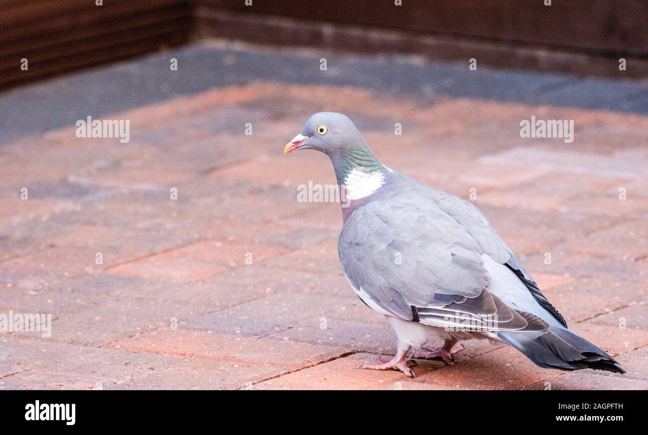 A pigeon in a typical garden setting, taking great interest in