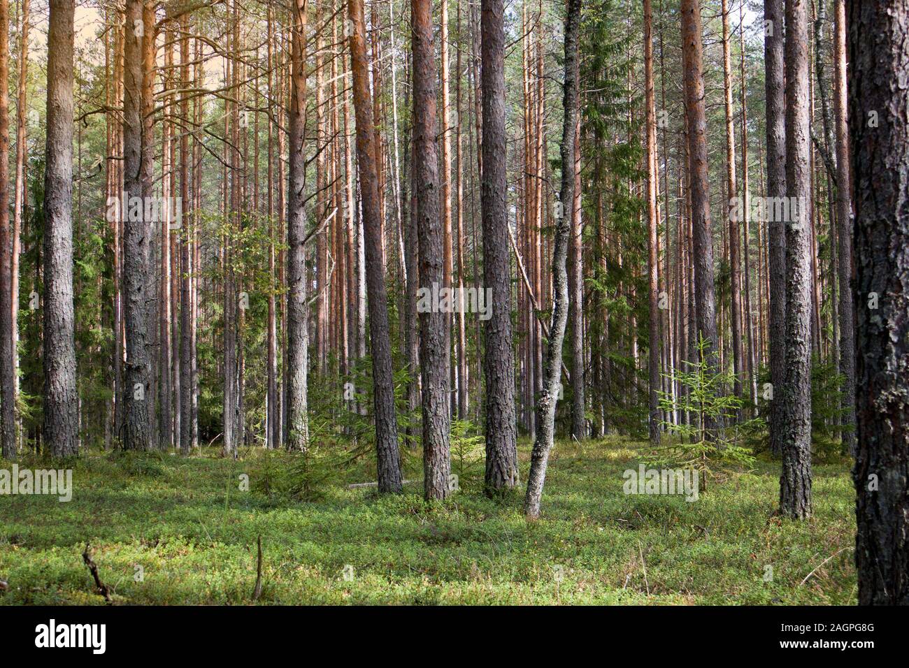 Straight pine trunks of ship pine forest and carpet of grass and moss below Stock Photo