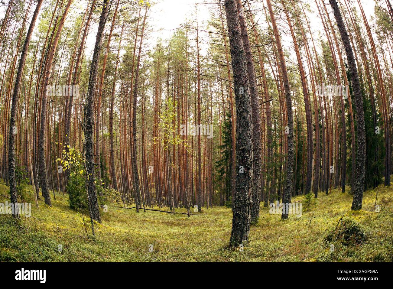 Ship forest hi-res stock photography and images - Alamy