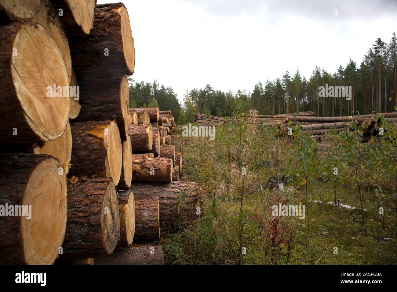 Forest edge with saw mill, stacks of pine logs against pine forest Stock Photo