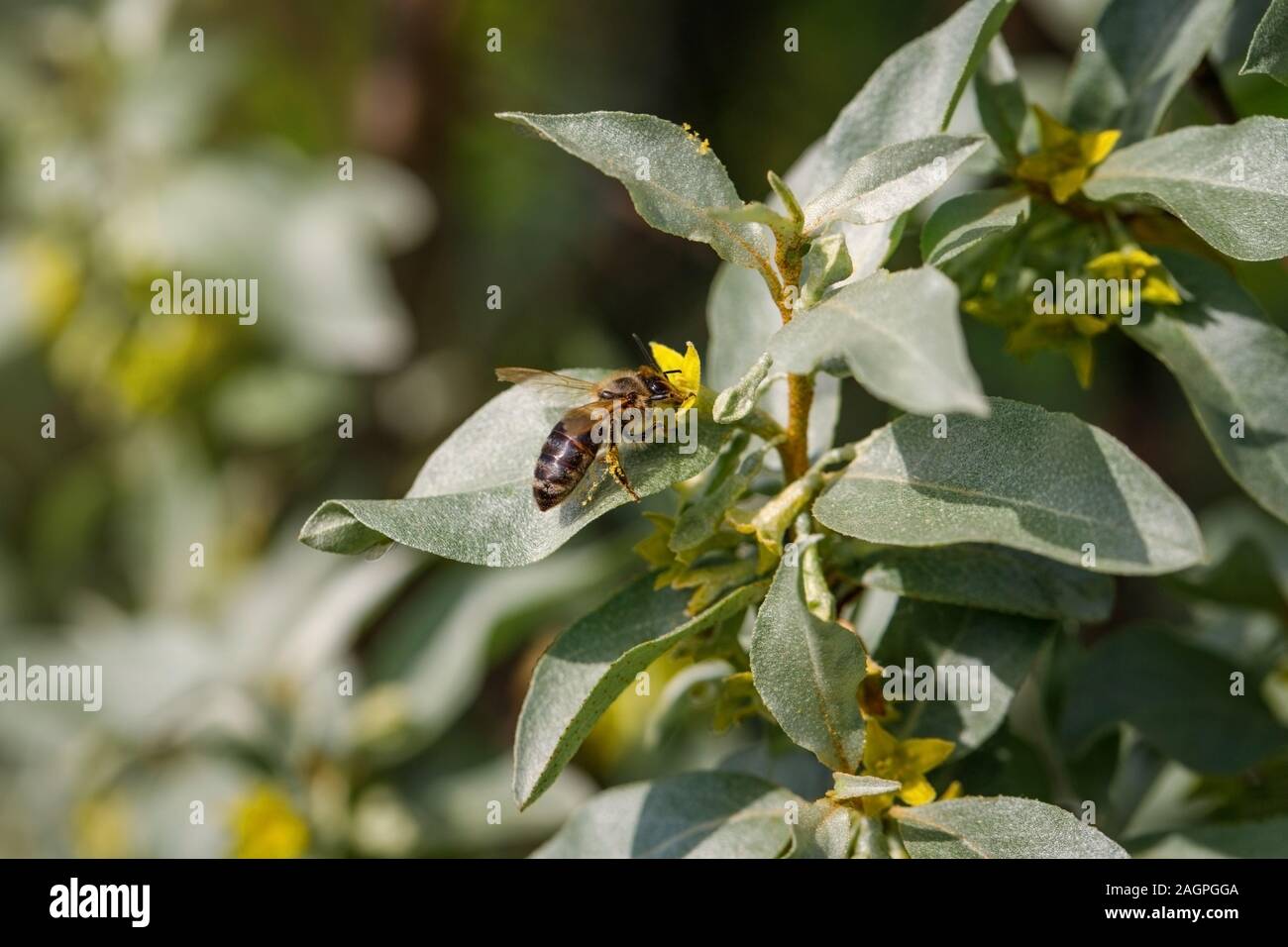 Weeding On The Wild Side More Fall Blooms Fragrance Fruit