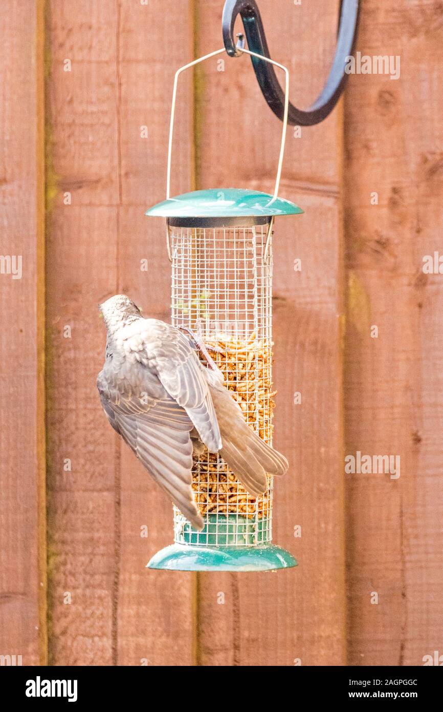 Starling Birds Eat From A Bird Feeder In A Typical Garden In The