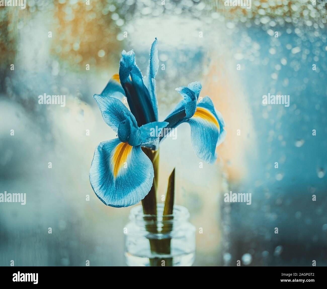 Dutch blue iris in a vase by the window. Bright iris on a blue blurred background with water drops. Bokeh macro, close-up. Flower head Stock Photo