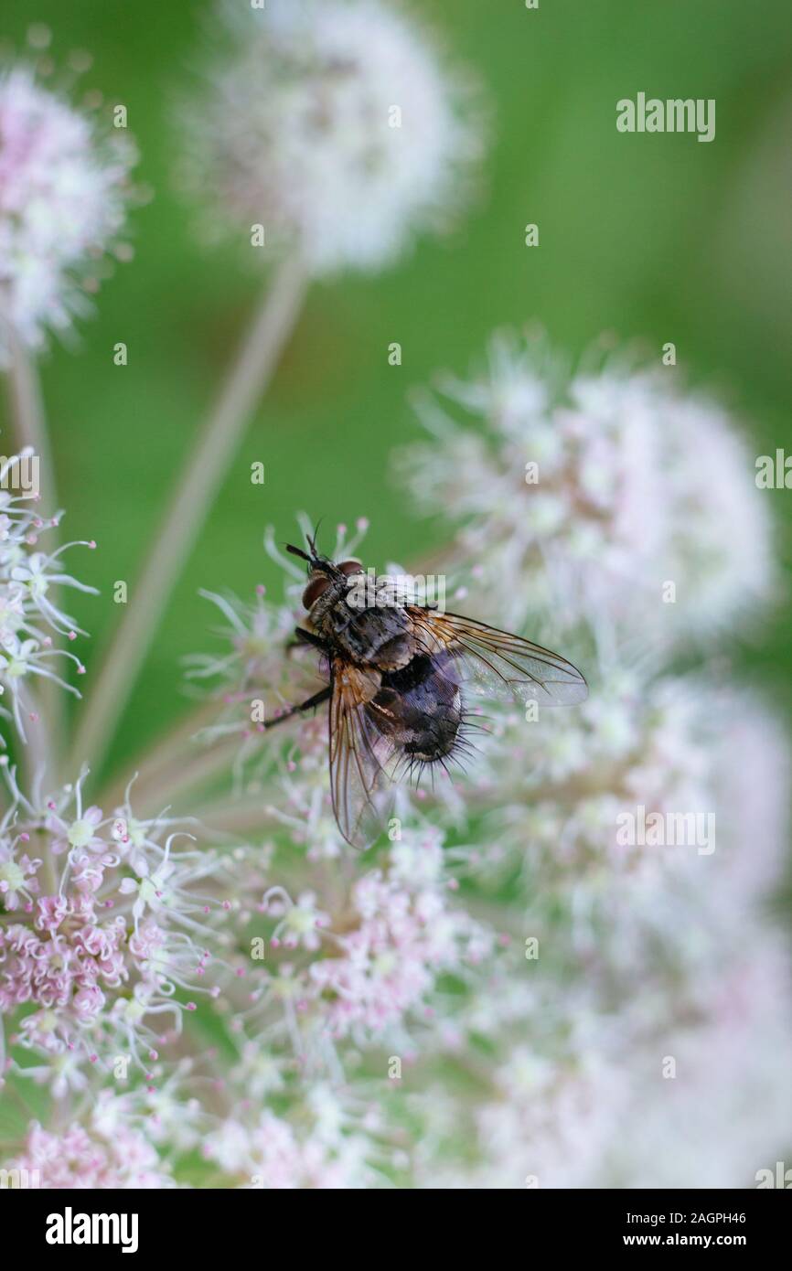 Fly on a white flower on a green background closeup. Poisonous flower water Hemlock. The fly