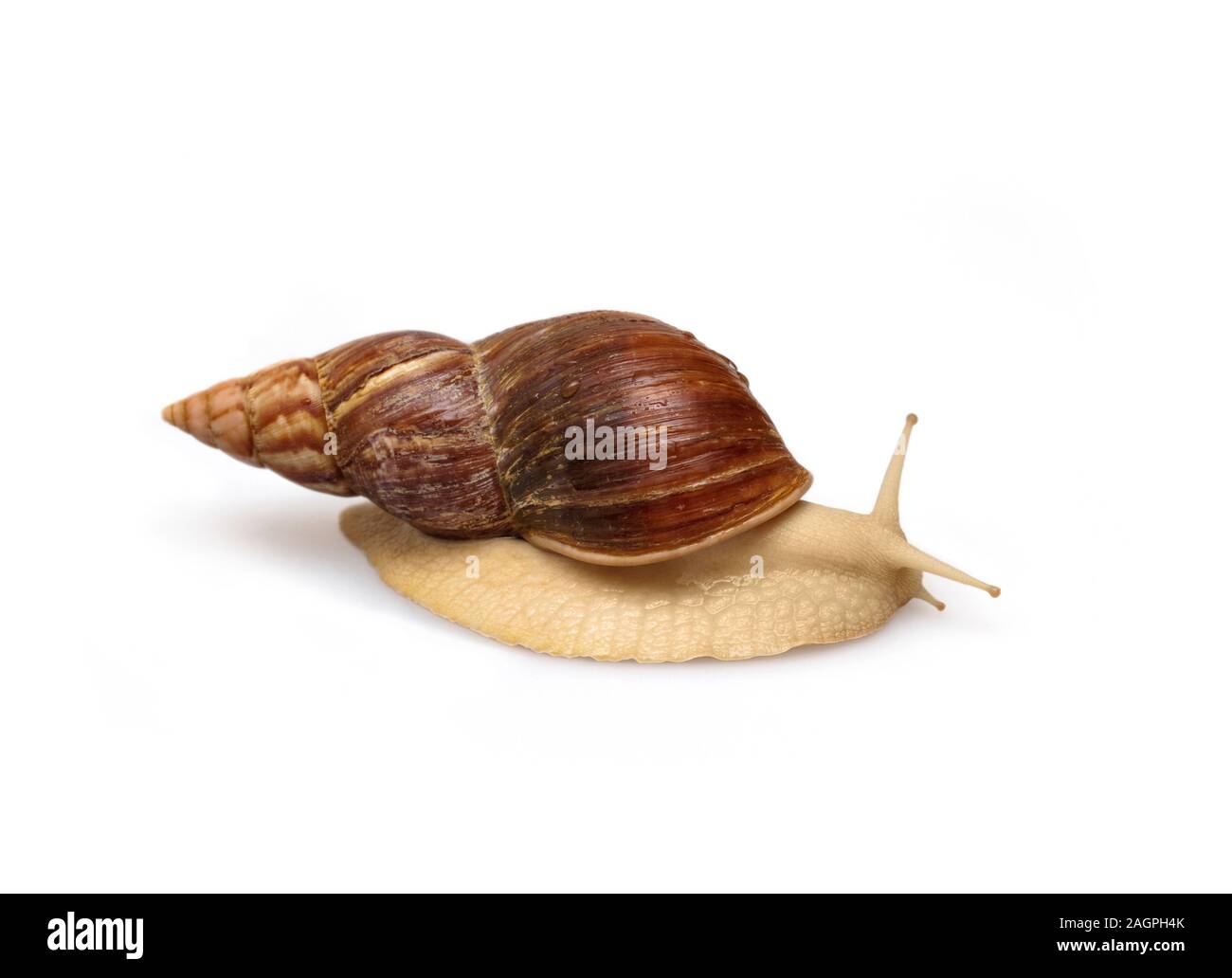 Giant African snail Achatina on white background. Tropical snail Achatina fulica with shell. Achatina snail closeup. Macro, side view. Stock Photo