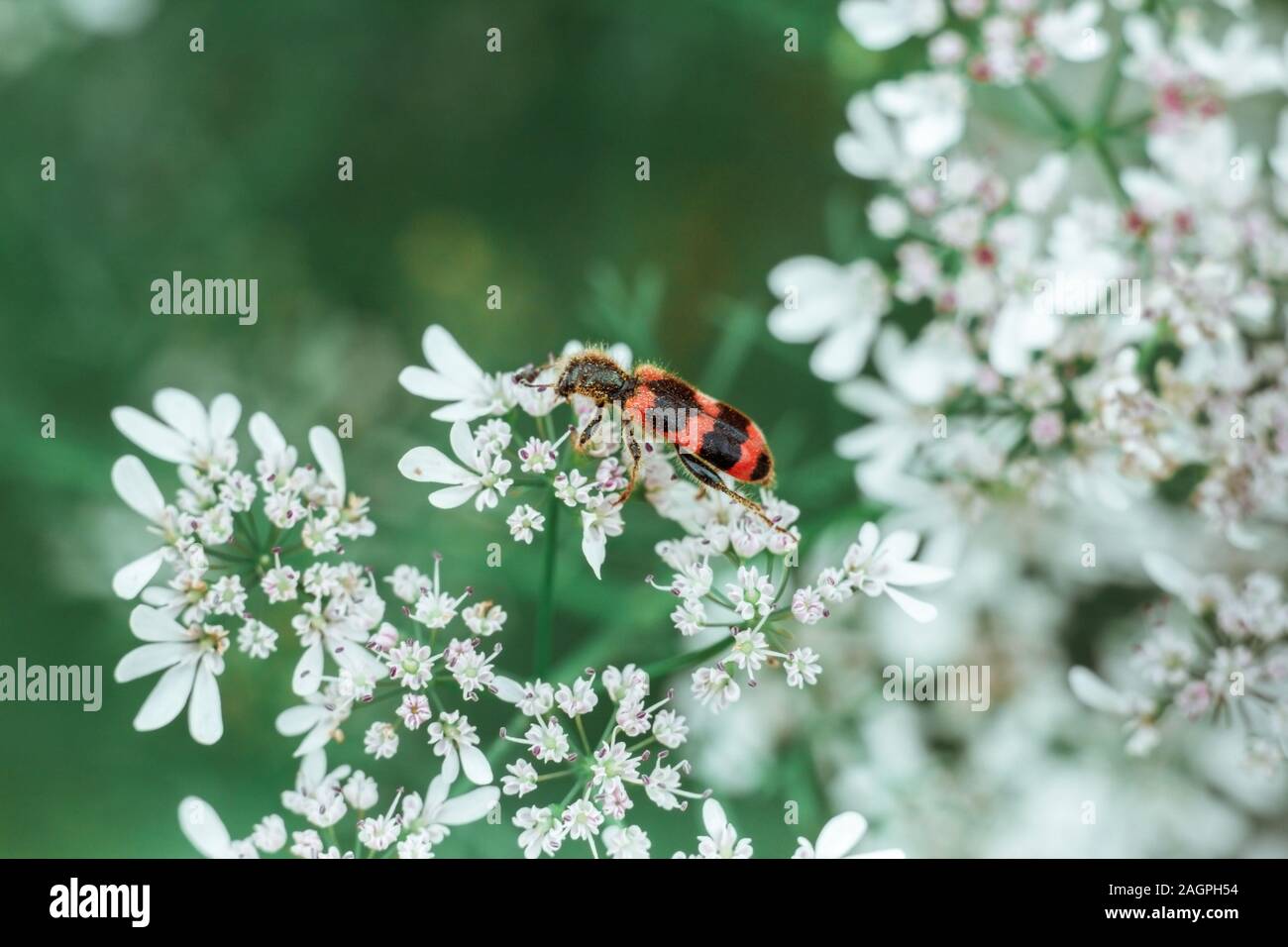 A red black striped fluffy beetle sits on a white flower on a green blurred background. Trichodes or bee beetle. Poisonous plant dog-parsley. Stock Photo