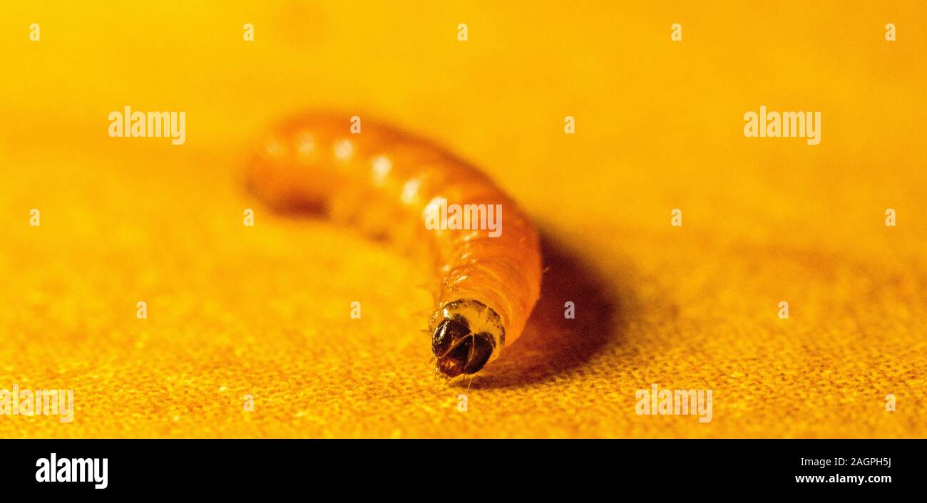 A single larvae crawling around on a table, the shot taken in macro. Stock Photo