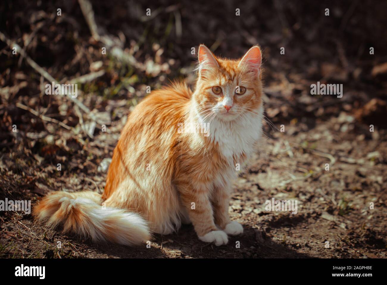 Little Orange Fluffy Cat Stock Photos Little Orange Fluffy Cat
