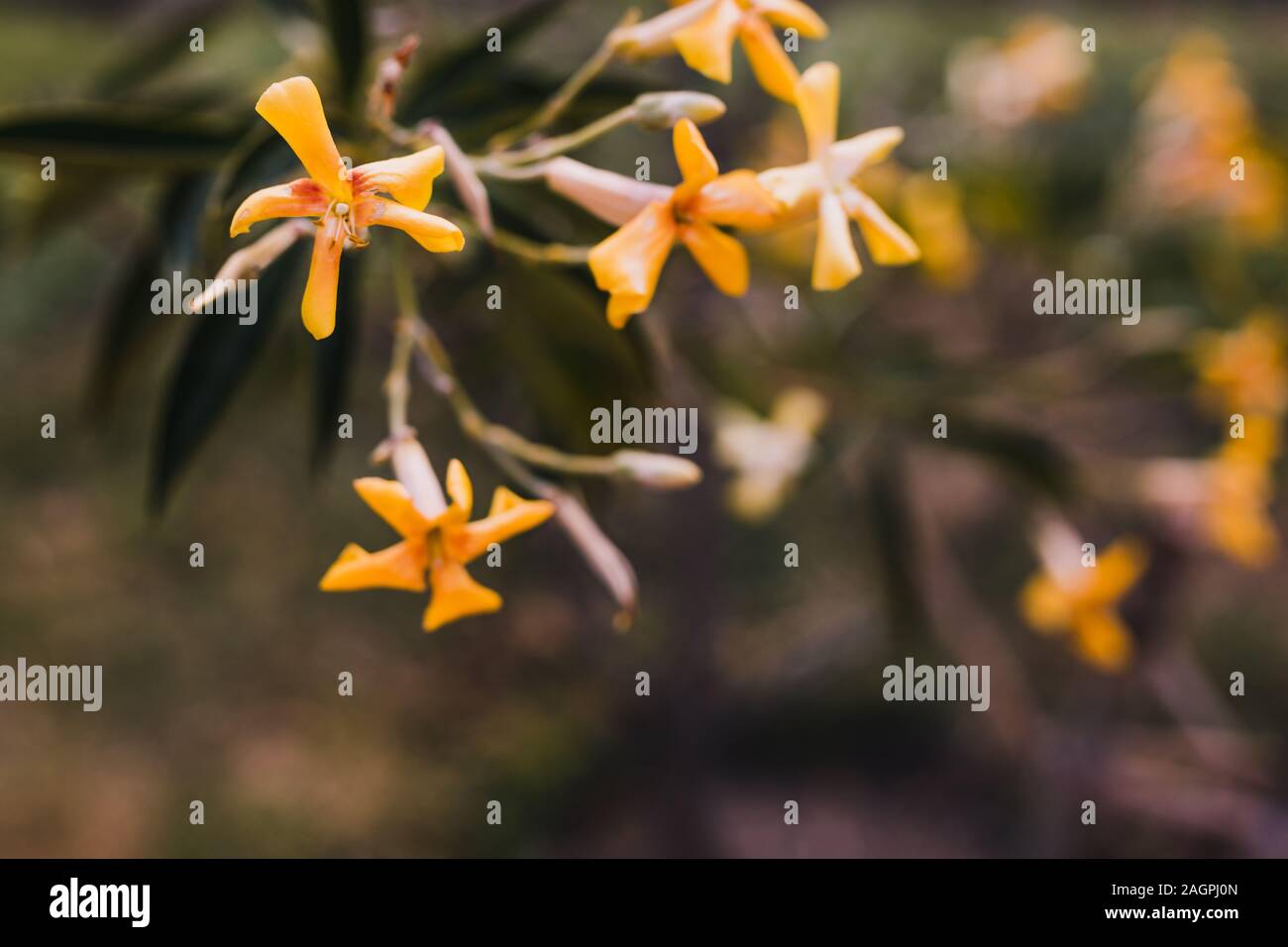 native Australian frangipani plant with yellow flowers outdoor in sunny backyard shot at shallow