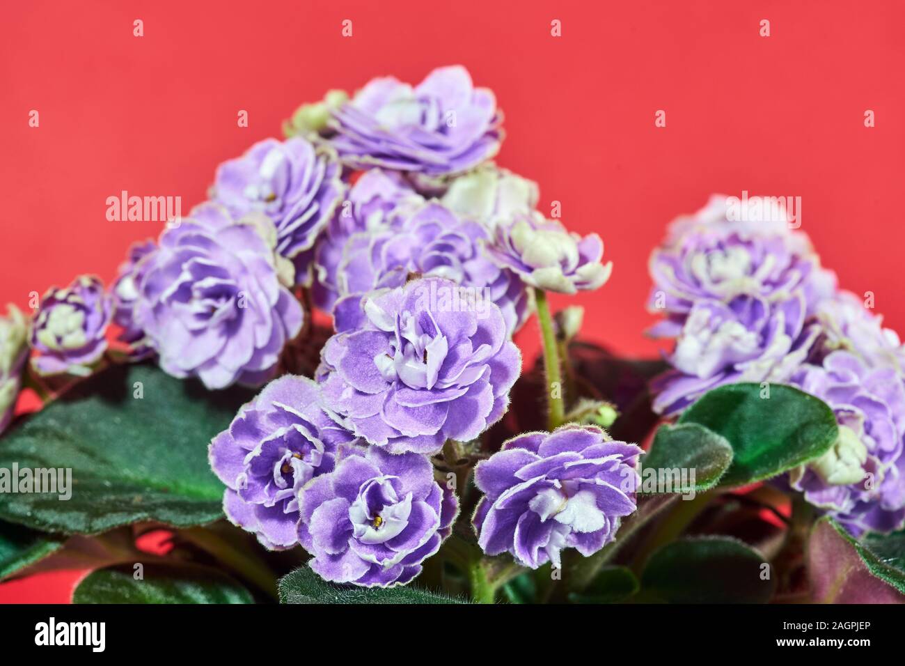 Details of a blooming African violet potted flower Stock Photo