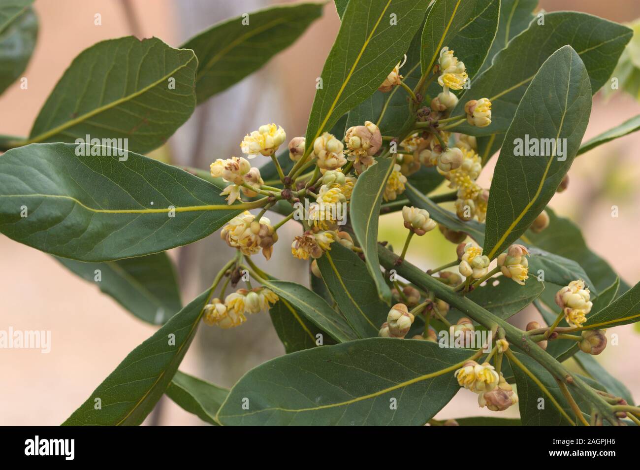 Image representing some branches of a laurel that is in bloom during spring Stock Photo