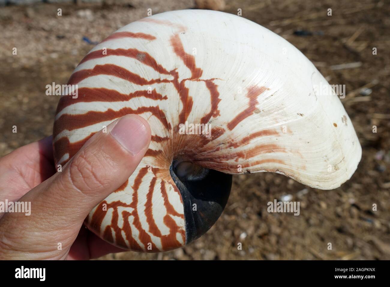 Indonesia Alor - giant tiger nautilus shell in hand Stock Photo