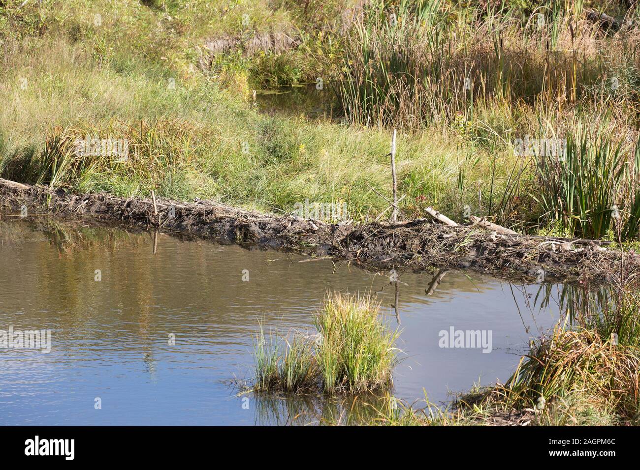 Beaver dam on Opimihaw Creek in a prairie coulee at Wanuskewin Heritage Park Stock Photo