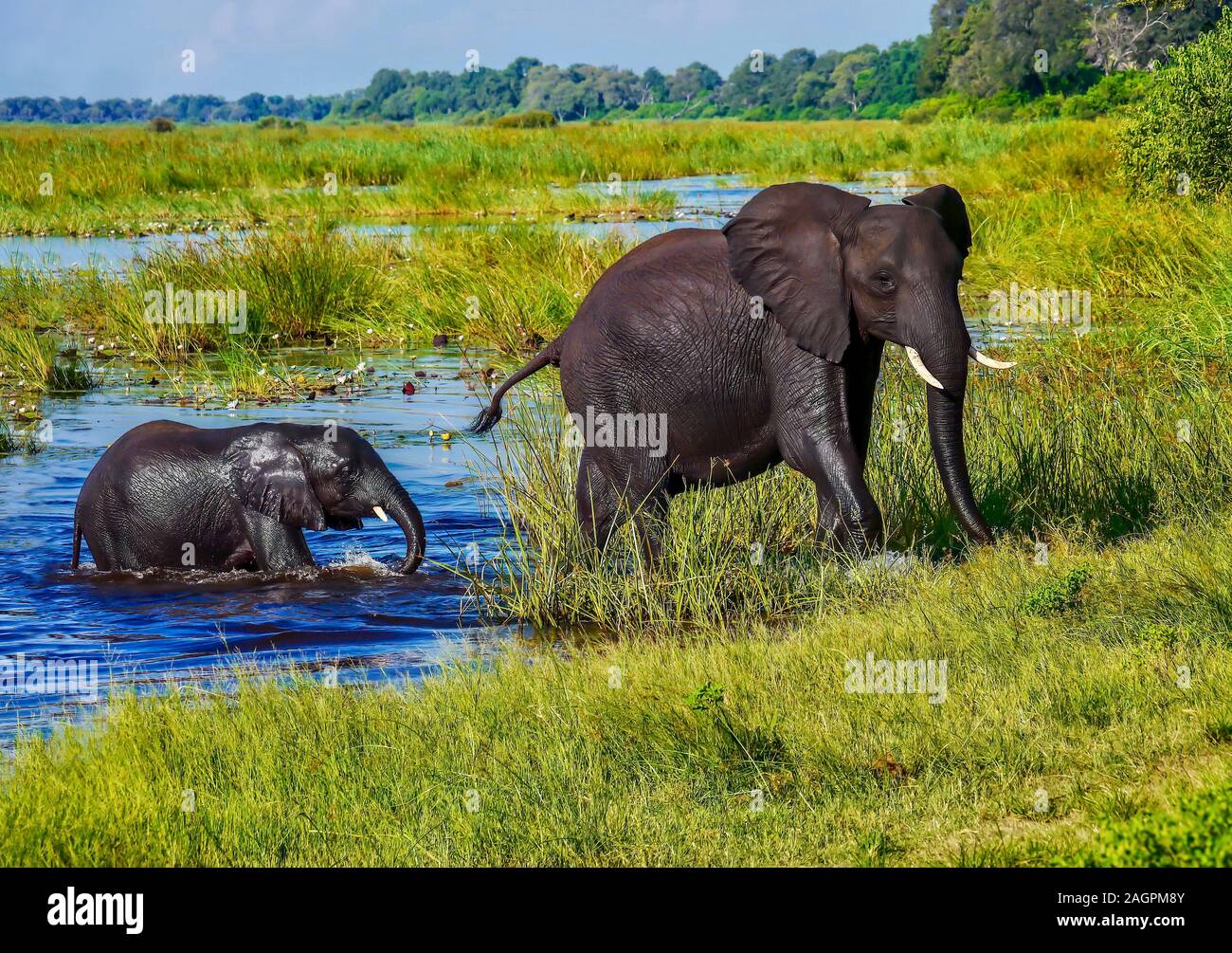 A mother African elephant leads her wet baby out of the water and onto a grassy shore, after swimming across a river in the lush, green Okavango Delta Stock Photo