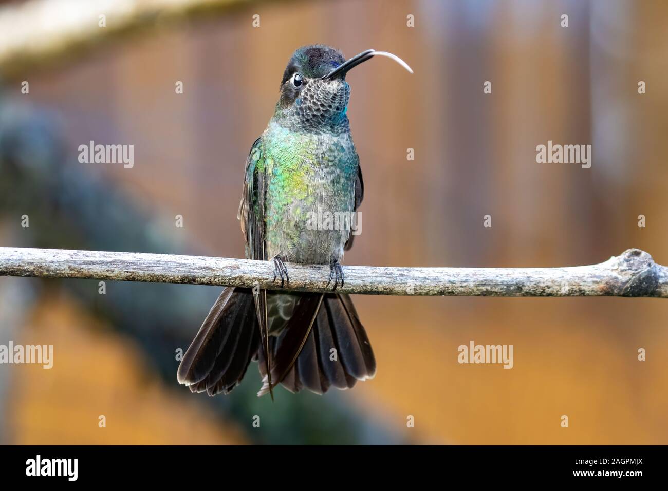 Aves de panama hi-res stock photography and images - Alamy