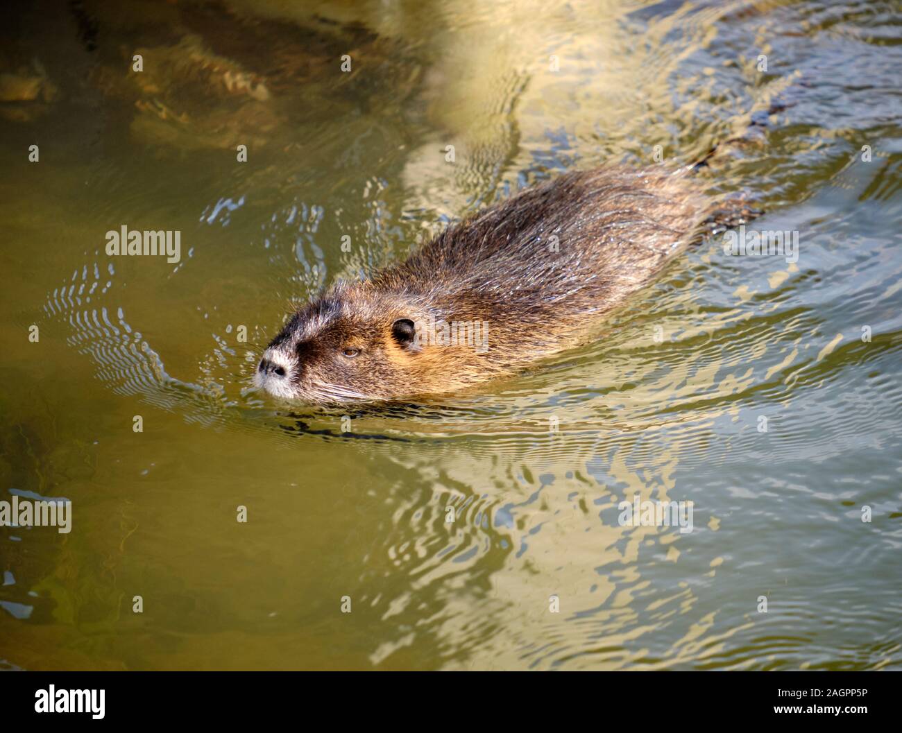 Nutria also known as coypu (latin Myocastor Coypus) on the edge of river, in the water swimming, with ripple movement.  Nose sticking out of water Stock Photo