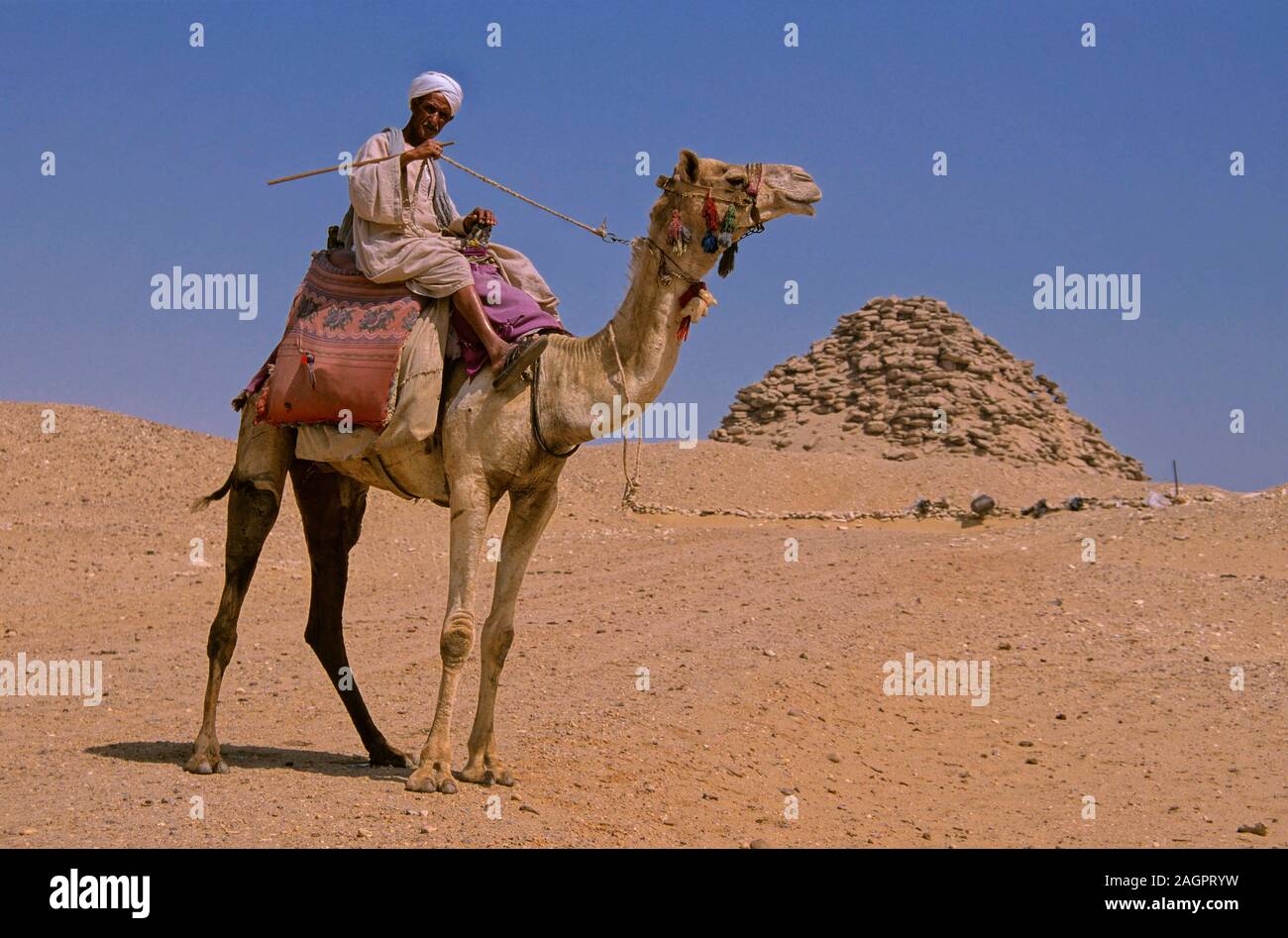 Userkaf pyramid and camel-25th century BC, Saqqara, Egypt, Africa. Stock Photo