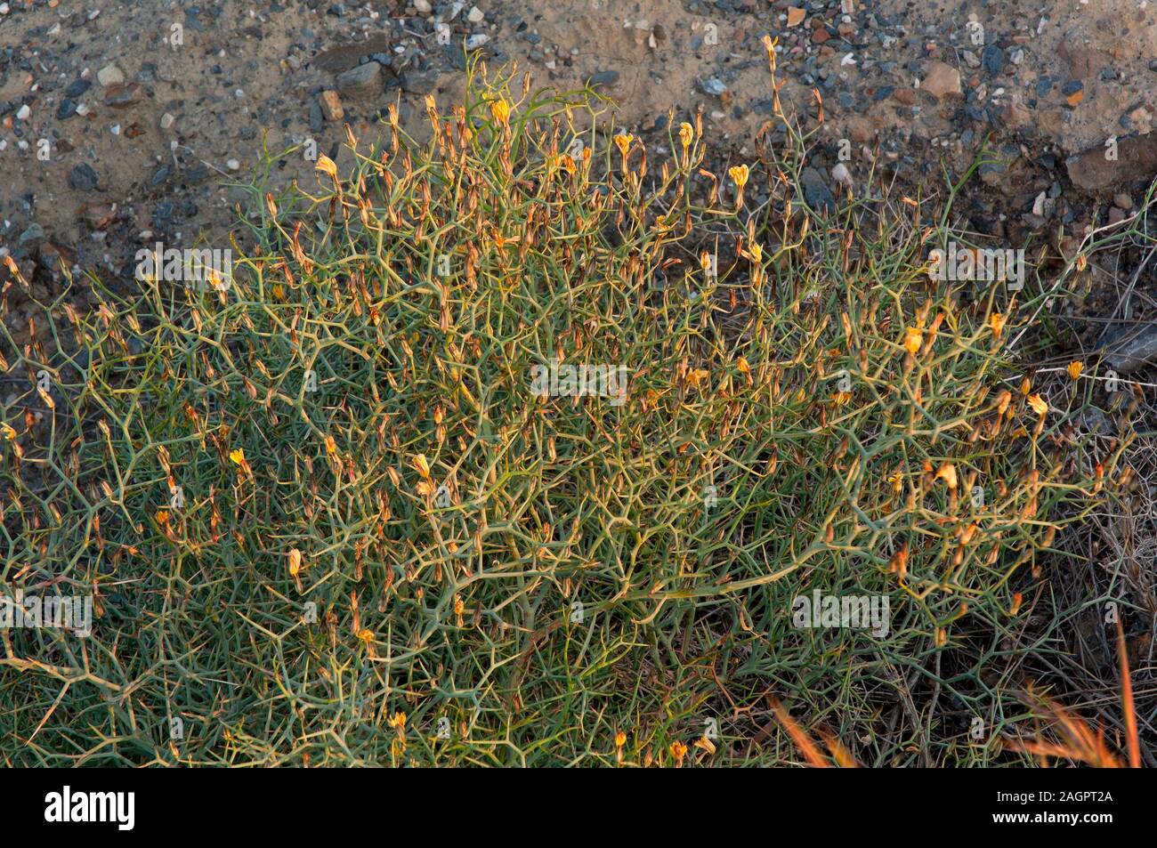 Natural Spot Tabernas Desert - Rascamoño (Launaea arborescens). Almeria province, Region of Andalusia, Spain, Europe. Stock Photo