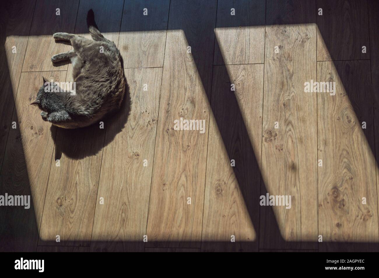 Gray cat sunning in front of the window Stock Photo - Alamy