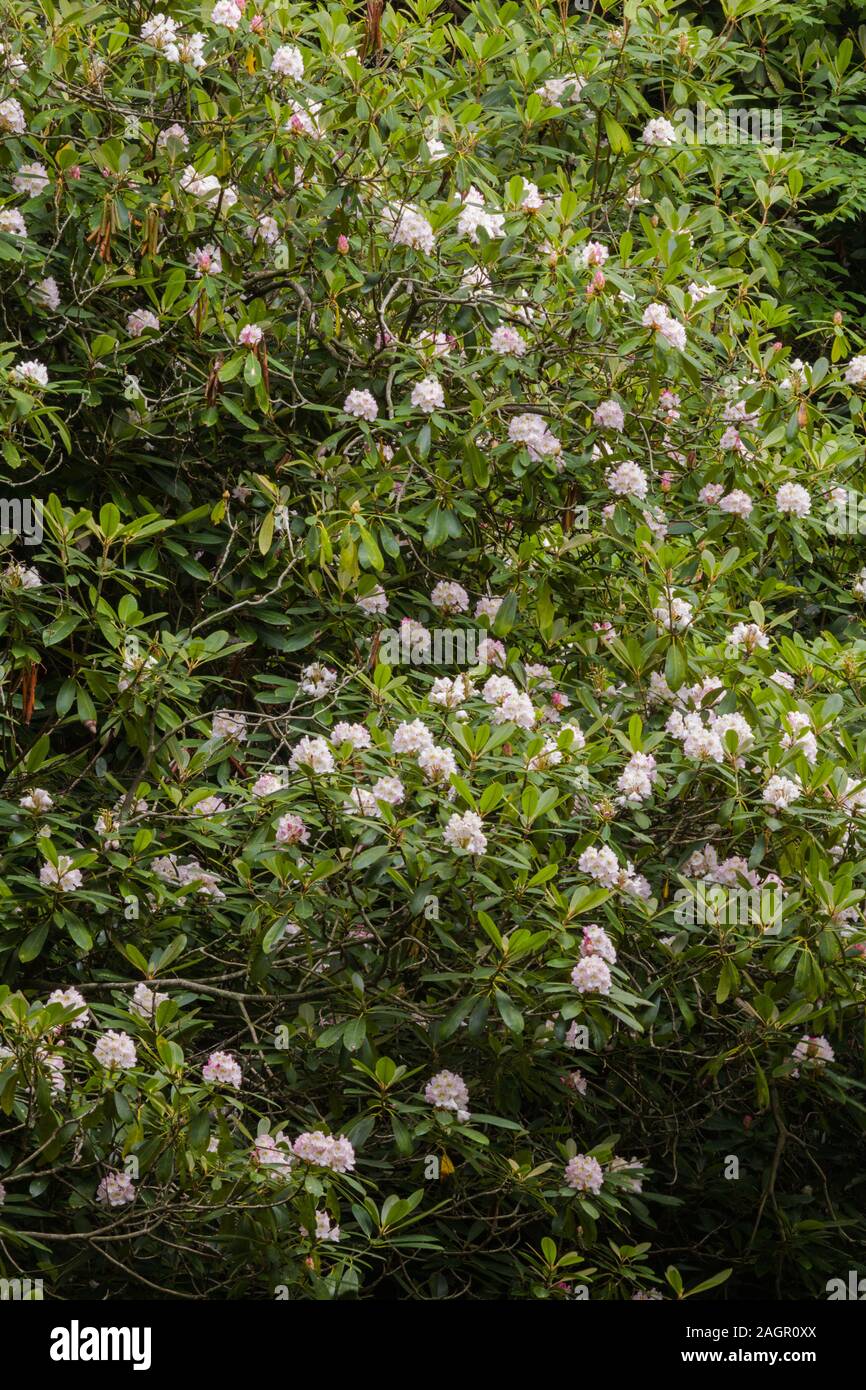 Rhododendron Blooming in the Great Smoky Mountains National Park Stock  Photo - Alamy