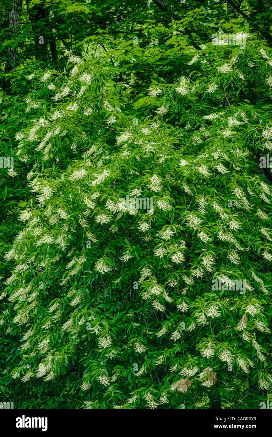 Sourwood Tree in Bloom in the Great Smoky Mountains Stock Photo