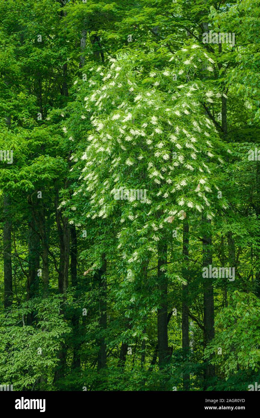 Sourwood Tree in Bloom in the Great Smoky Mountains Stock Photo