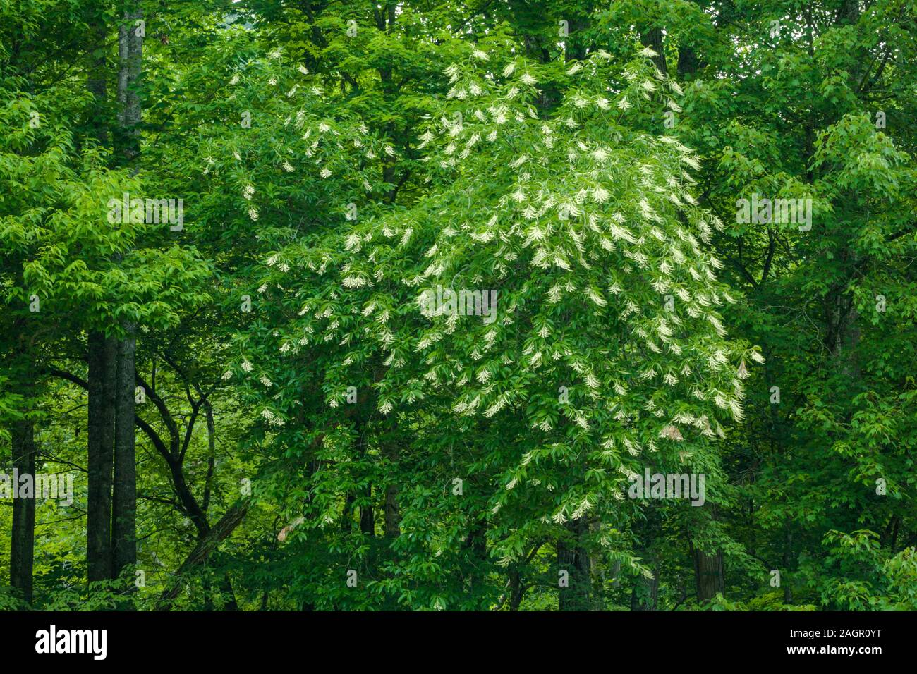 Sourwood Tree in Bloom in the Great Smoky Mountains Stock Photo