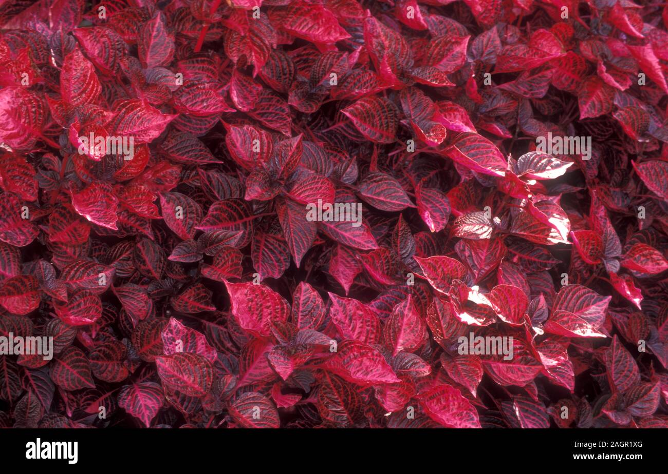 Iresine is a genus of flowering plant in the Amaranth family. Common names Bloodleaf, Beefsteak, beetroot and chicken gizzard. Stock Photo