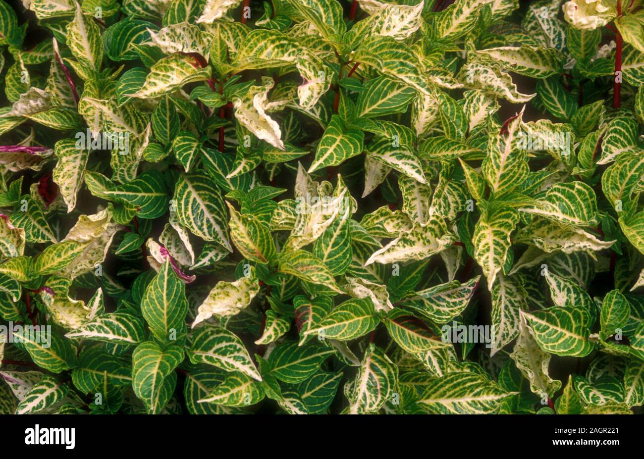 Iresine is a genus of flowering plant in the Amaranth family. Seen here is Iresine diffusa ‘Formosana’ with yellow variegation and pointed leaves. Stock Photo