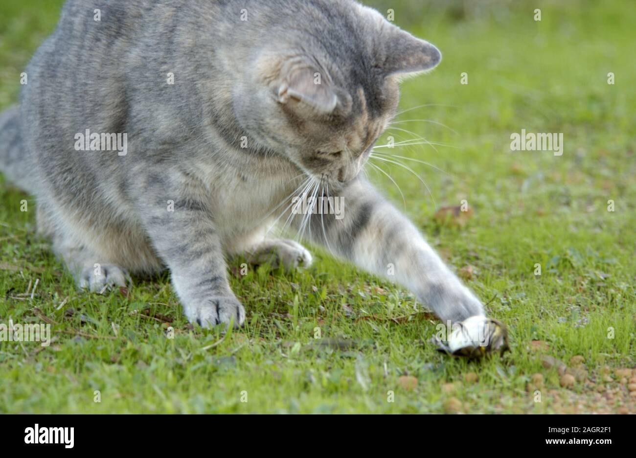 A DOMESTIC CAT PAWS A HONEY-EATER BIRD WHICH IT HAS JUST KILLED. Stock Photo