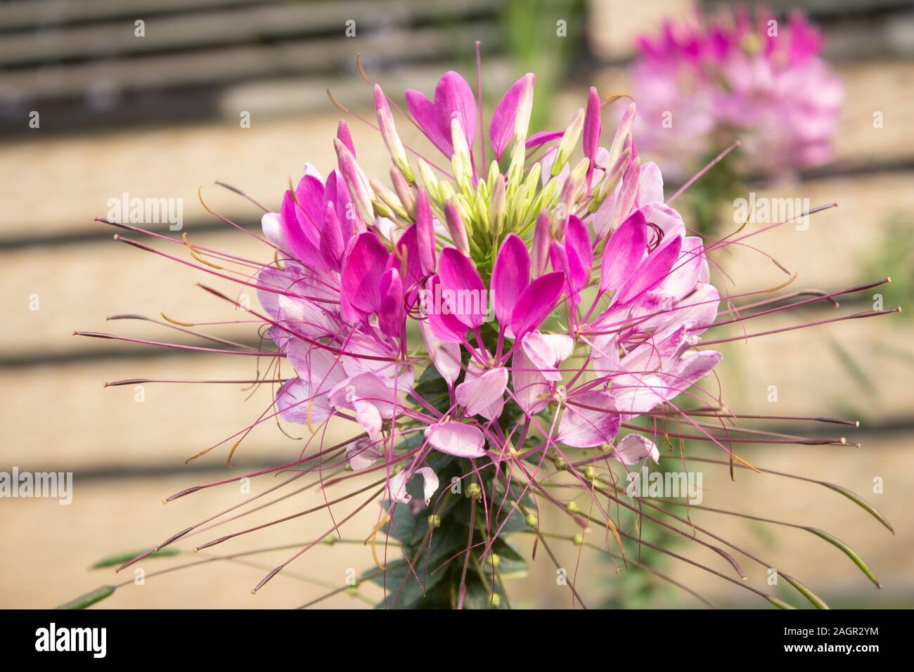 Nice pink green hi-res stock photography and images - Alamy