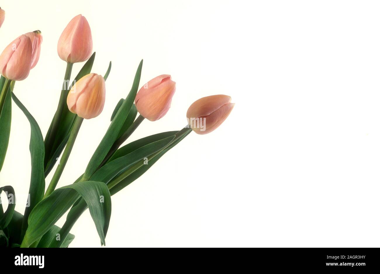 STUDIO IMAGES OF CUT PALE PINK TULIPS (TULIPA) ON WHITE BACKGROUND. Stock Photo