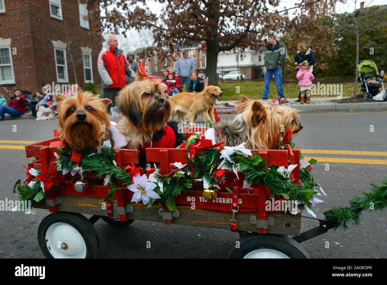 12/1/12 124233 PM Souderton, PA A group of shelter dogs looking