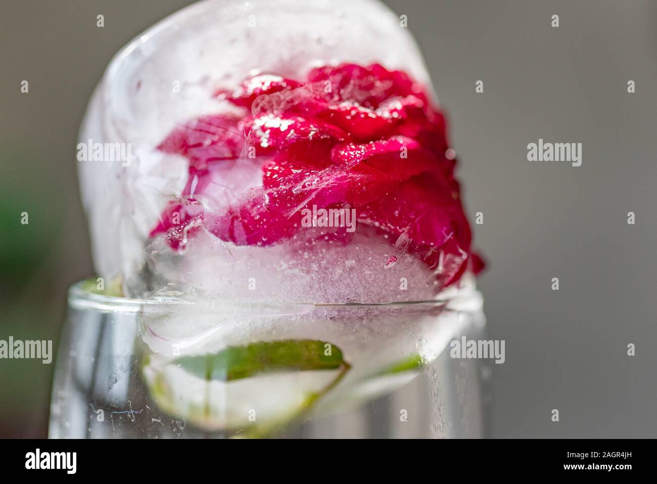 rose flower in ice Stock Photo Alamy