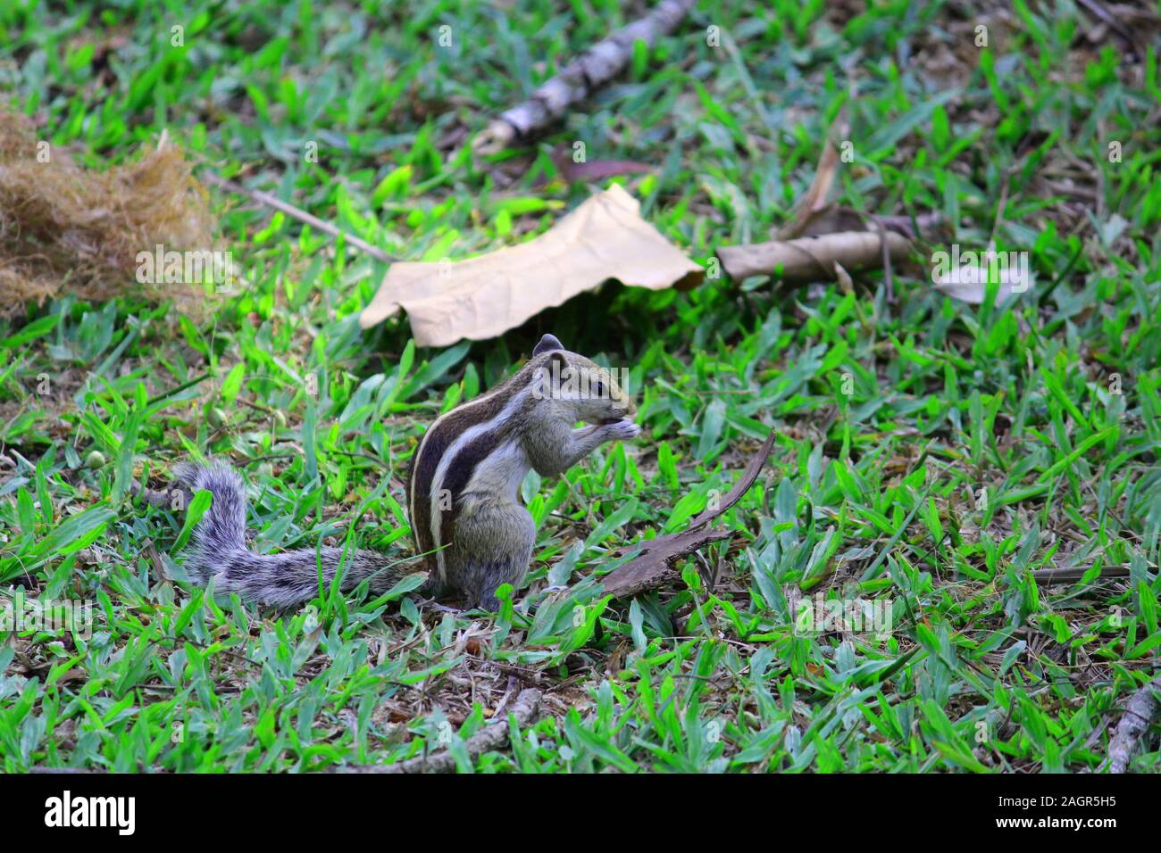 squirrel on grass eating nuts Stock Photo
