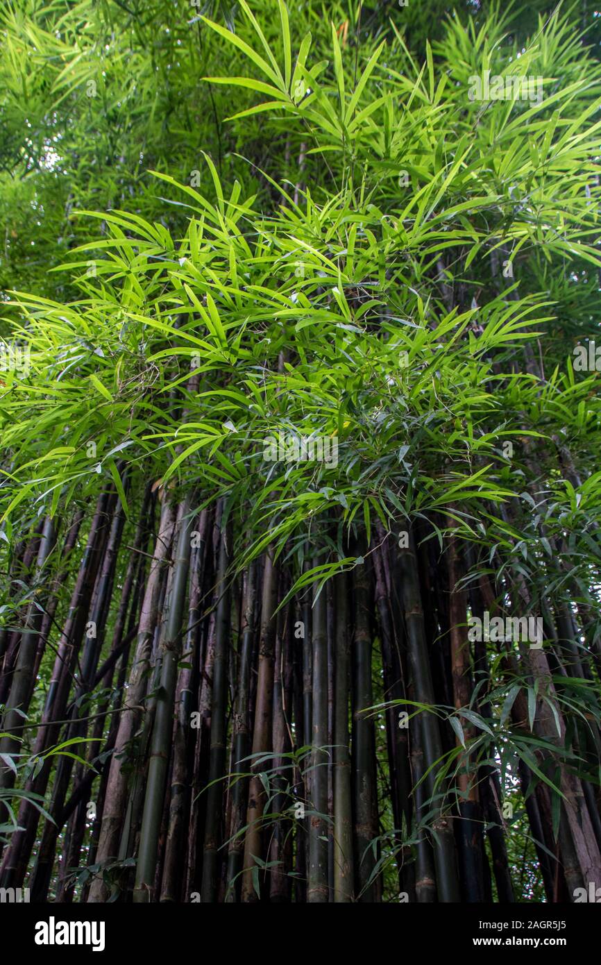 Bamboo tree in the rainforest at Kanchanaburi national park, Thailand