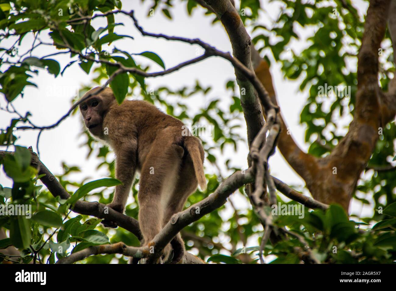 monkey climbing on a tree in Erawan national park at kanchanaburi