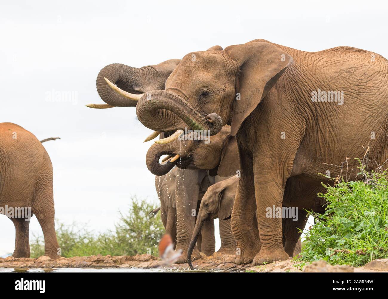 side on view and closeup of herd,group, family of African elephants (Loxodonta africana) drinking at a water hole in Madikwe game reserve,South Africa Stock Photo