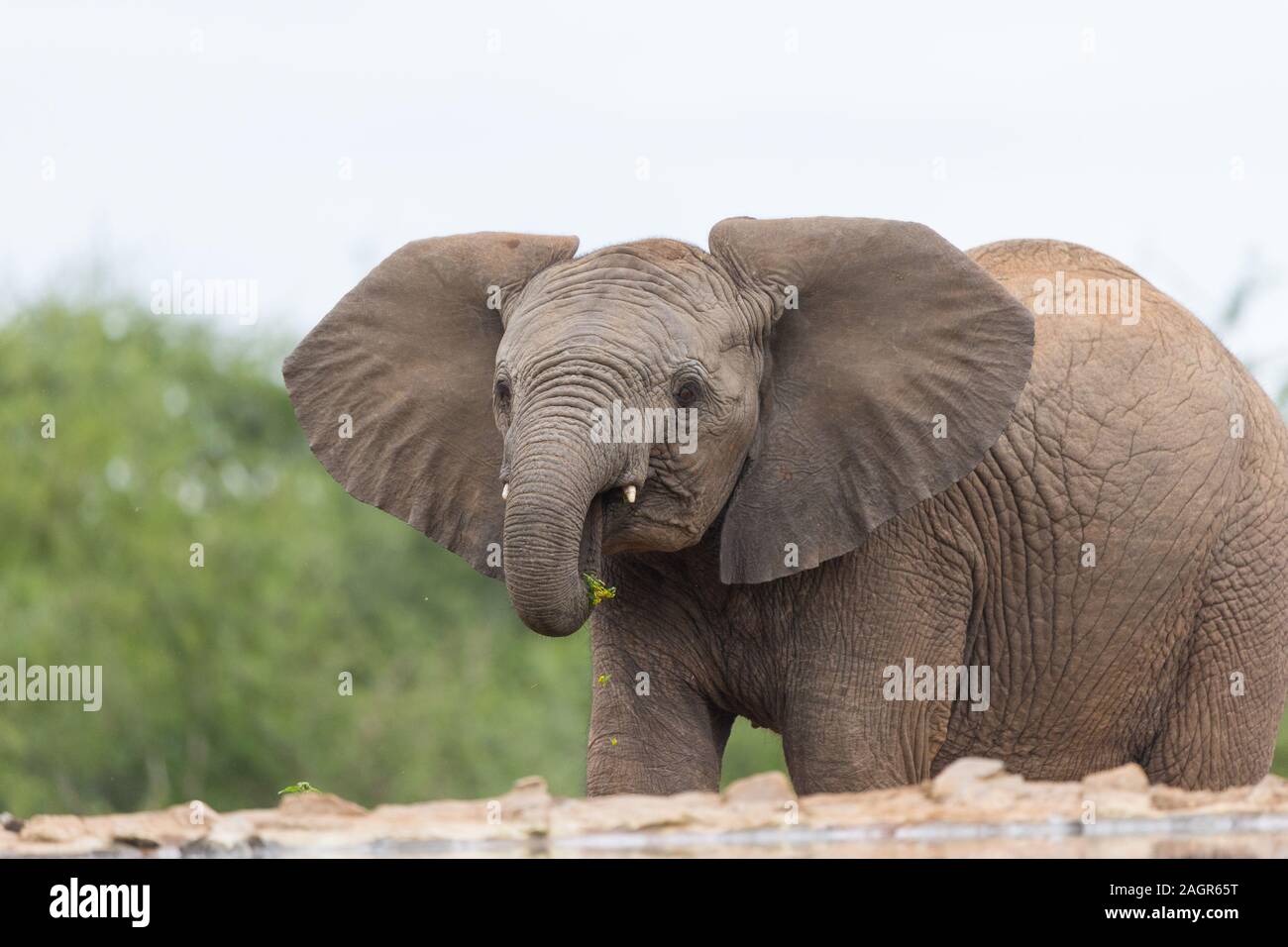 young or juvenile African elephant (Loxodonta africana) with a bit of greenery or vegetation in its trunk at Madikwe game reserve, South Africa Stock Photo
