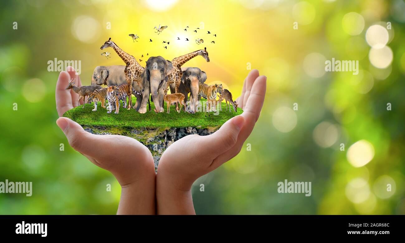 Concept Nature reserve conserve Wildlife reserve tiger Deer Global warming Food Loaf Ecology Human hands protecting the wild and wild animals tigers d Stock Photo