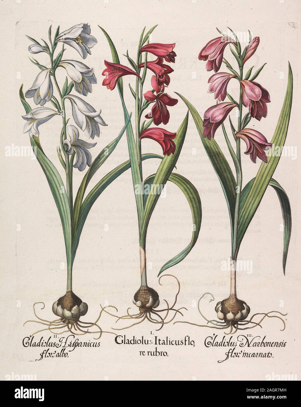 Gladiolus italicus flore rubro. Museum: PRIVATE COLLECTION. Author: BASILIUS BESLER. Stock Photo