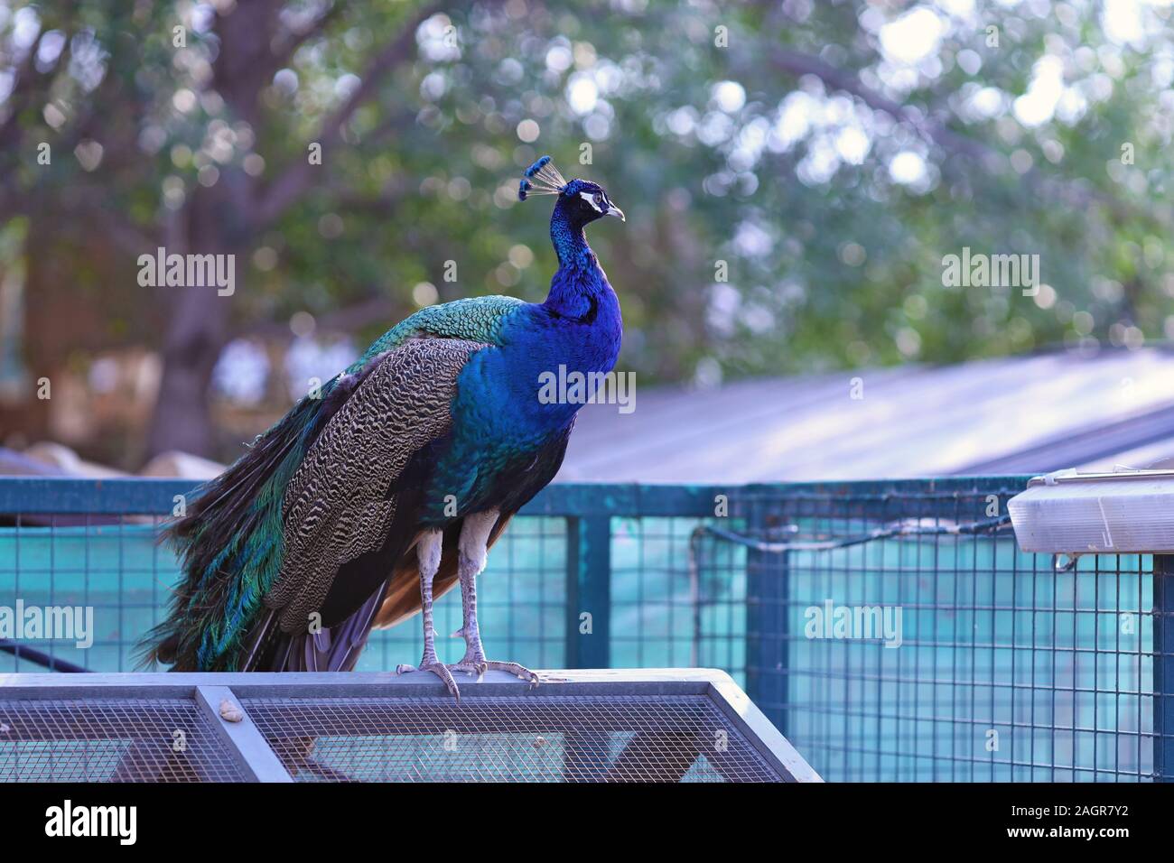 A turquoise peacock sits on a cage and looks around. Nature simplistic colors. Blurred background. Stock Photo