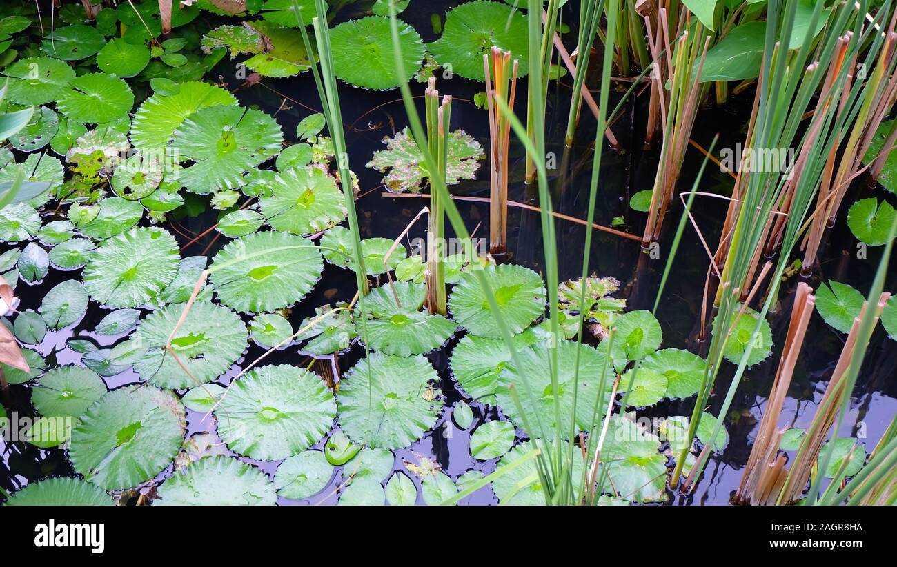 Green aquatic plants in a pond Stock Photo Alamy