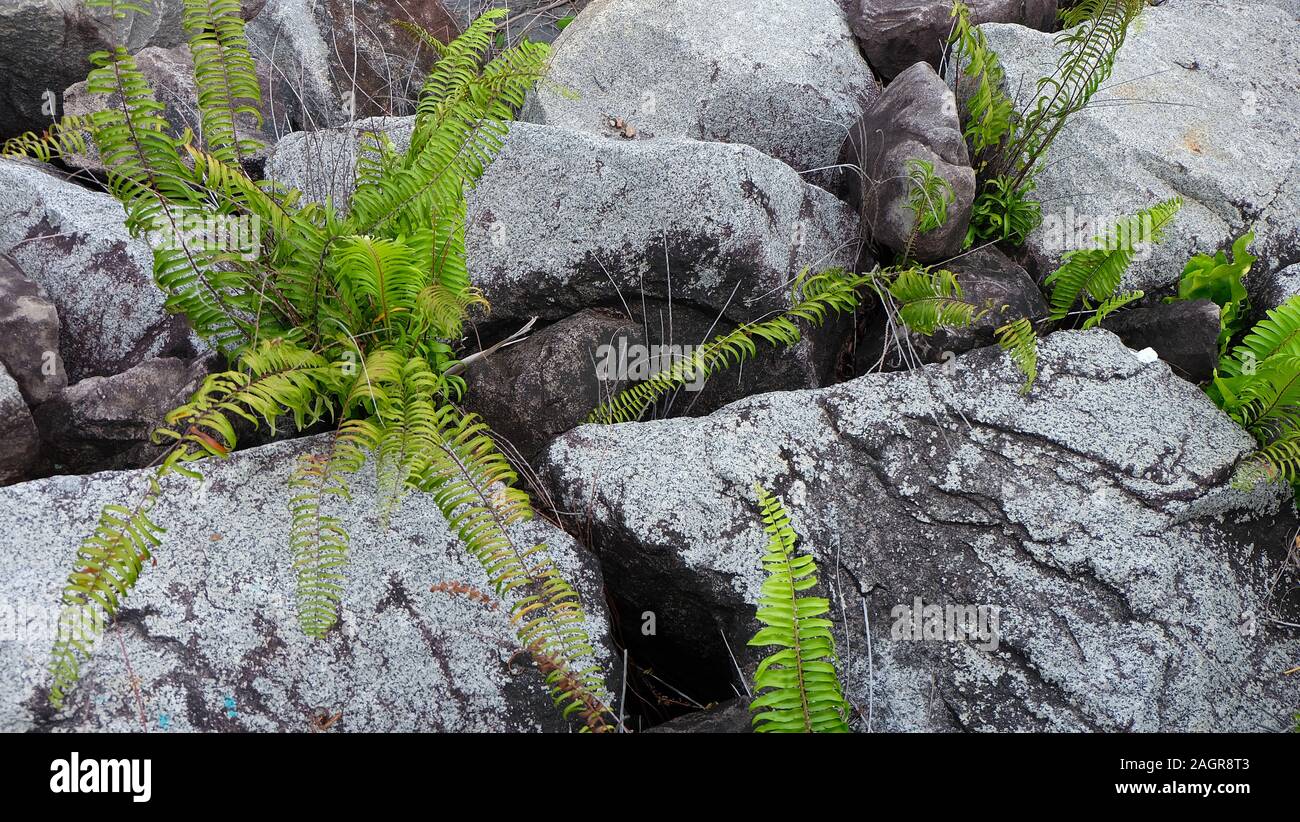 Large gray boulders with green ferns growing from the gaps. Stock Photo