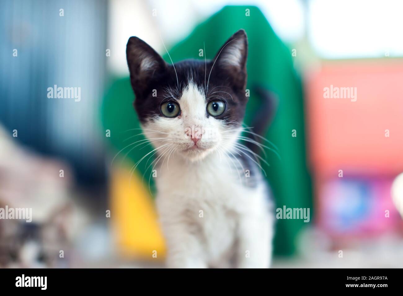 Homeless black and white kitten looking at camera on the street. Animal protection concept Stock Photo