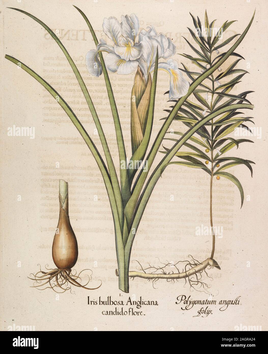 Iris bulbosa Anglicana. Museum: PRIVATE COLLECTION. Author: BASILIUS BESLER. Stock Photo