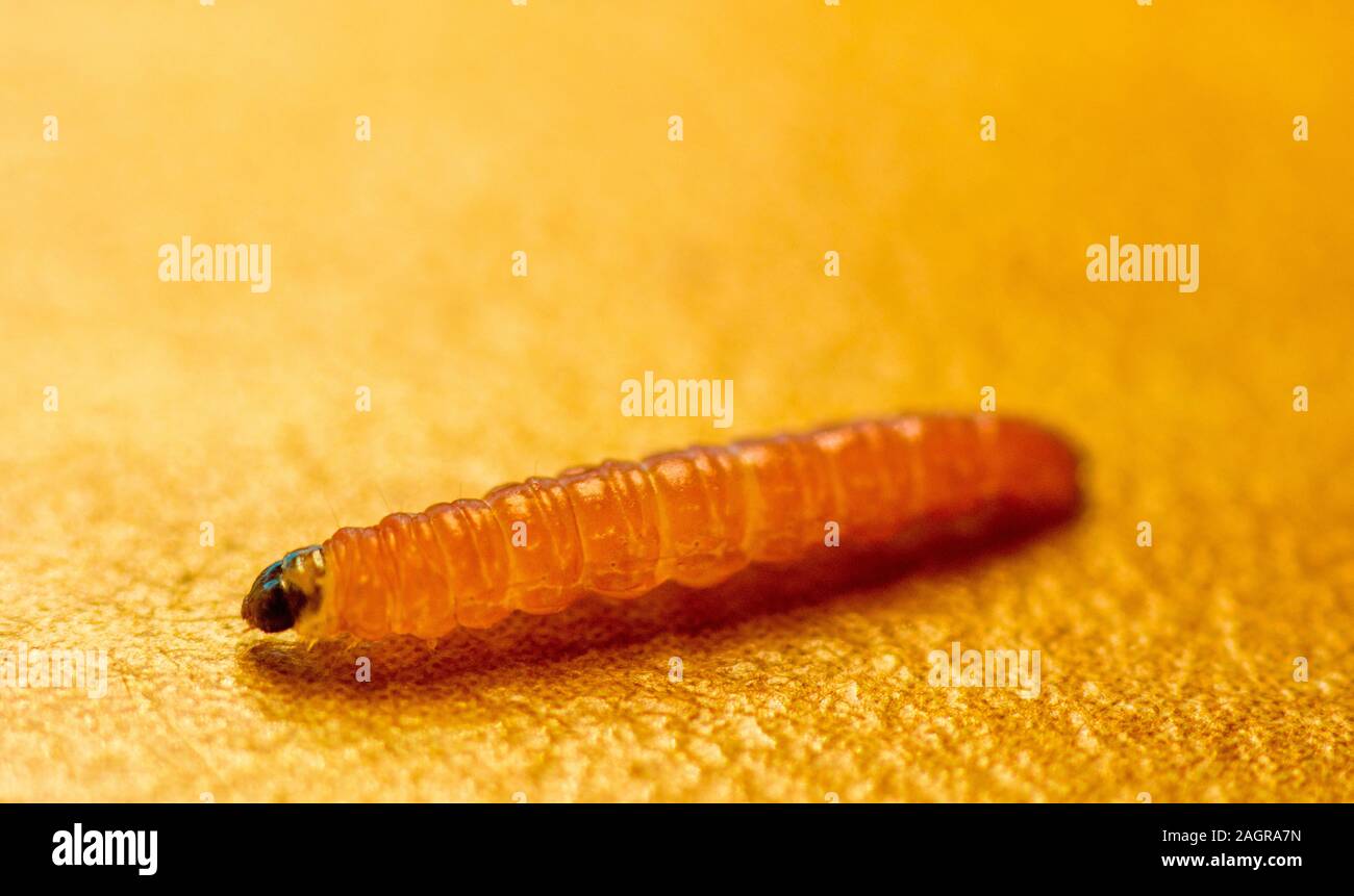 A single larvae crawling around on a table, the shot taken in macro. Stock Photo