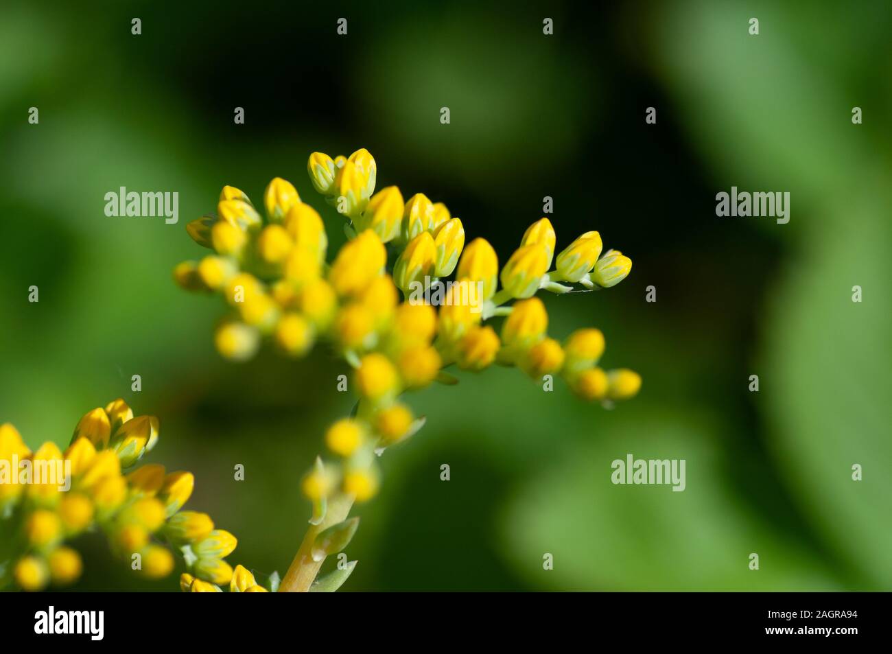 Sedum palmeri plant with bright golden-yellow small star-shaped flowers, close up. Palmers sedum ornemental succulent in Crassulaceae family bloom in Stock Photo